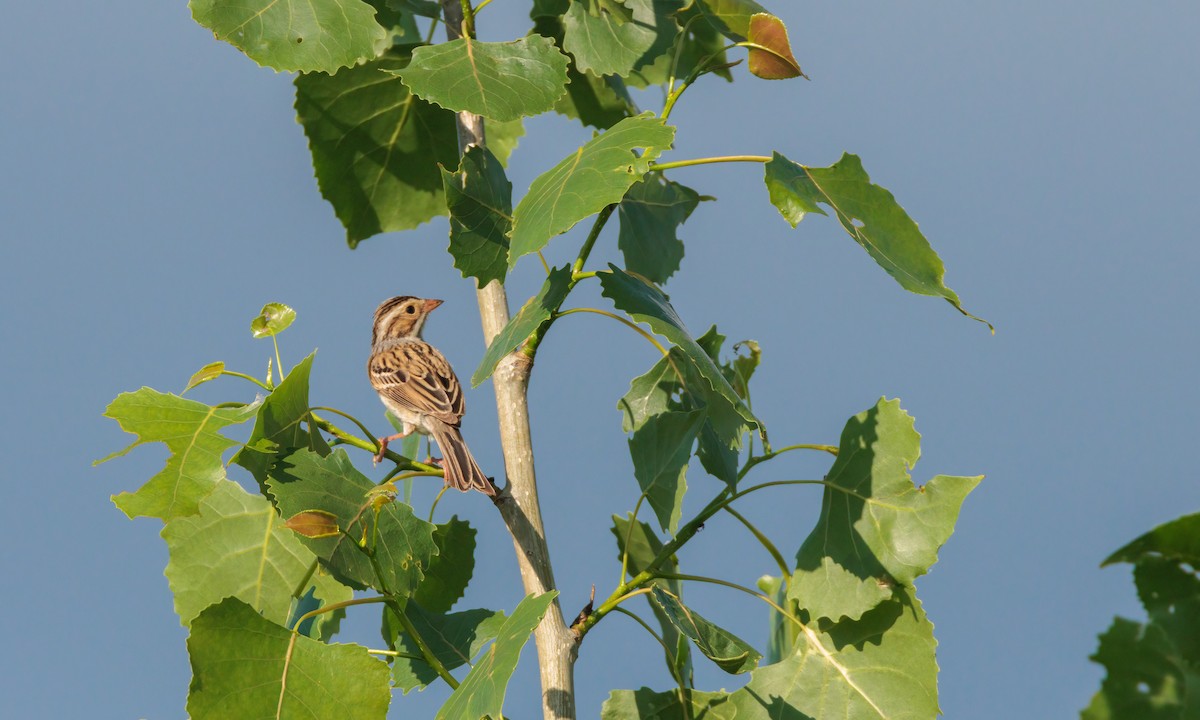 Clay-colored Sparrow - ML619706813