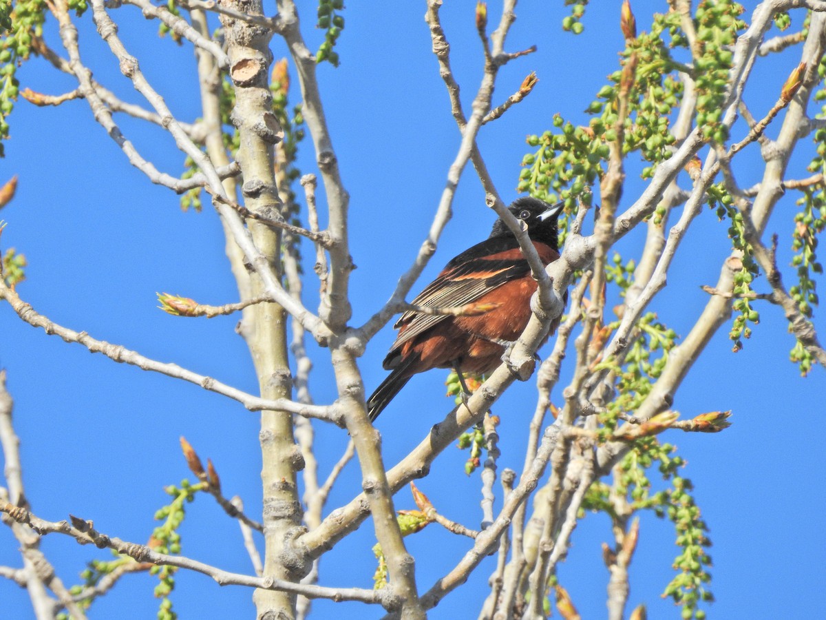 Orchard Oriole - ML619706860