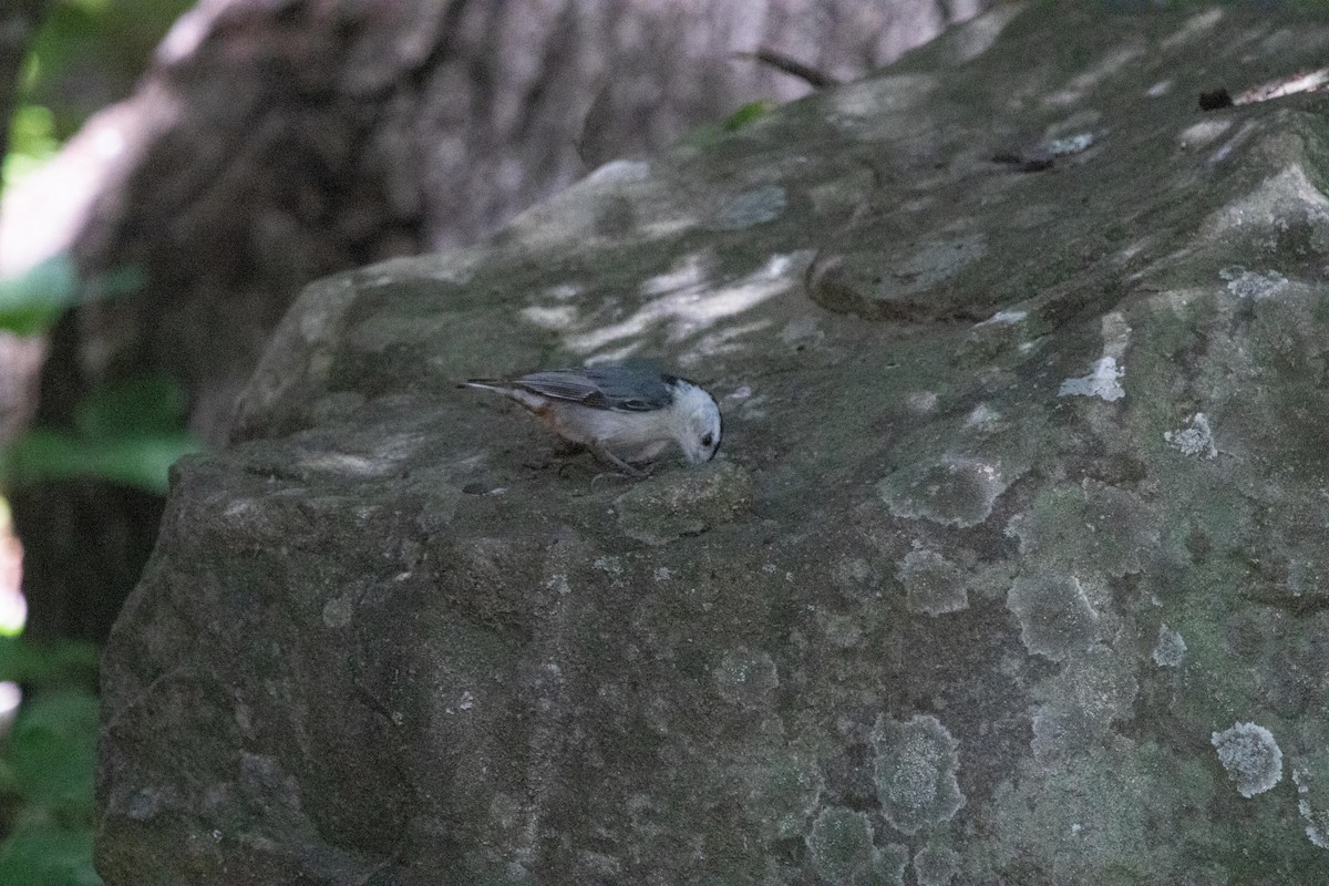 White-breasted Nuthatch - ML619706961
