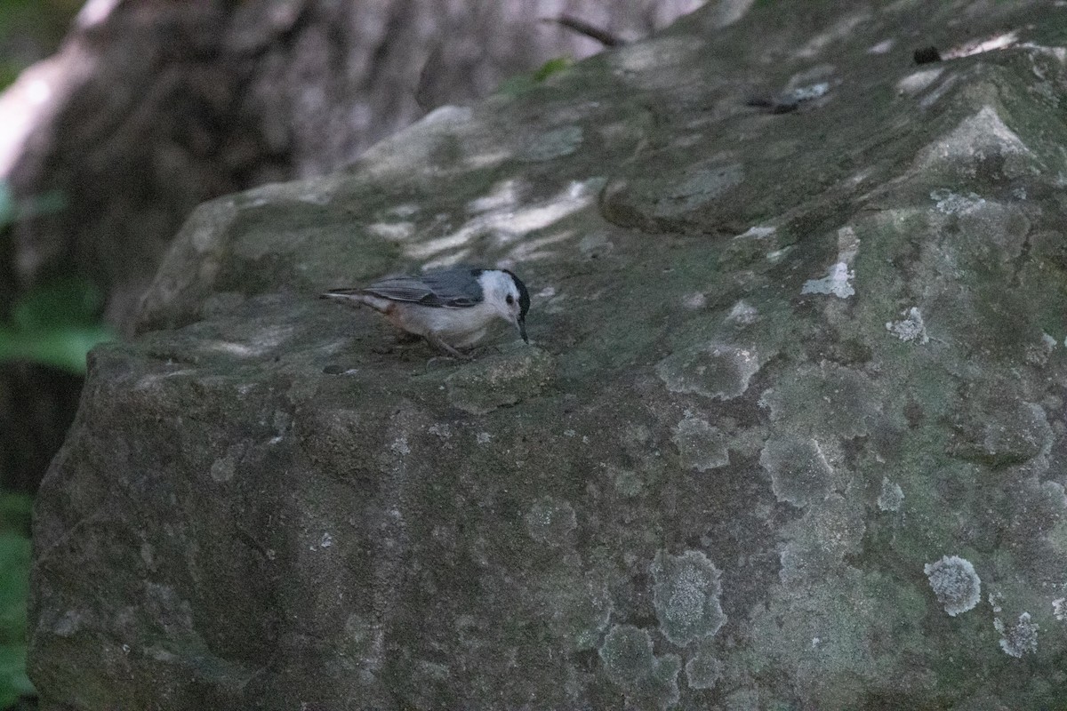 White-breasted Nuthatch - ML619706963