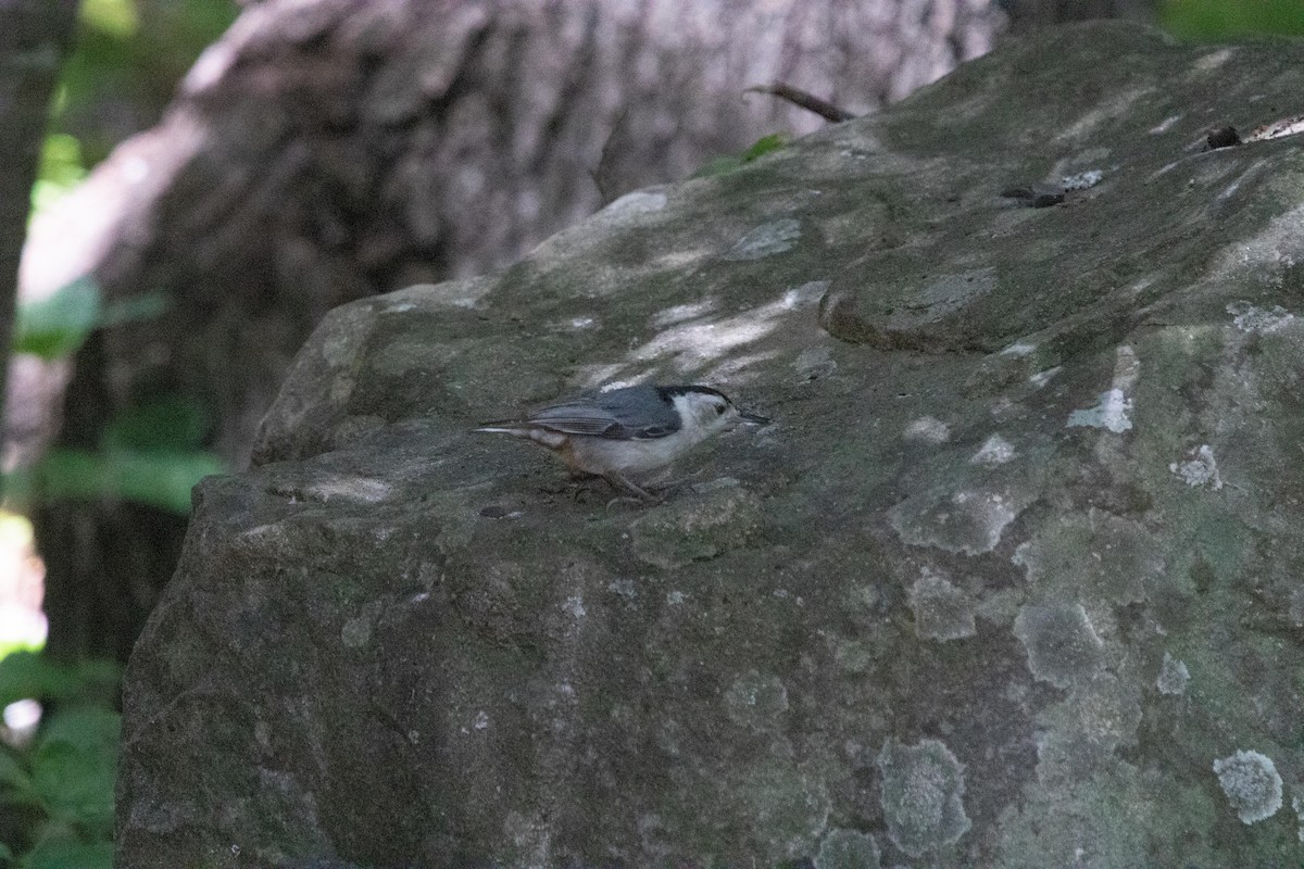 White-breasted Nuthatch - ML619706965