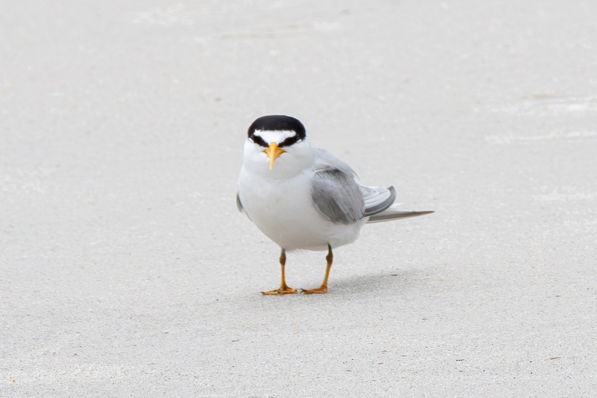 Least Tern - ML619706970