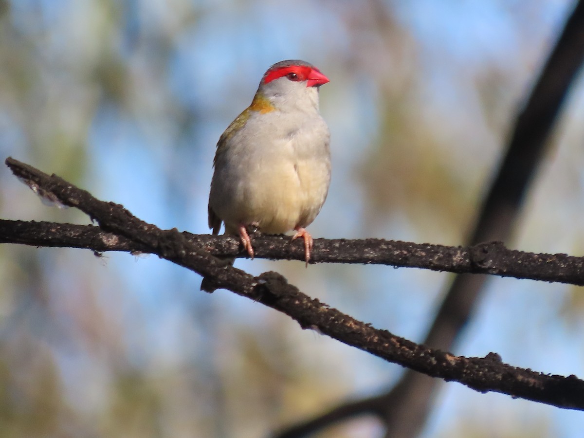 Red-browed Firetail - ML619706971
