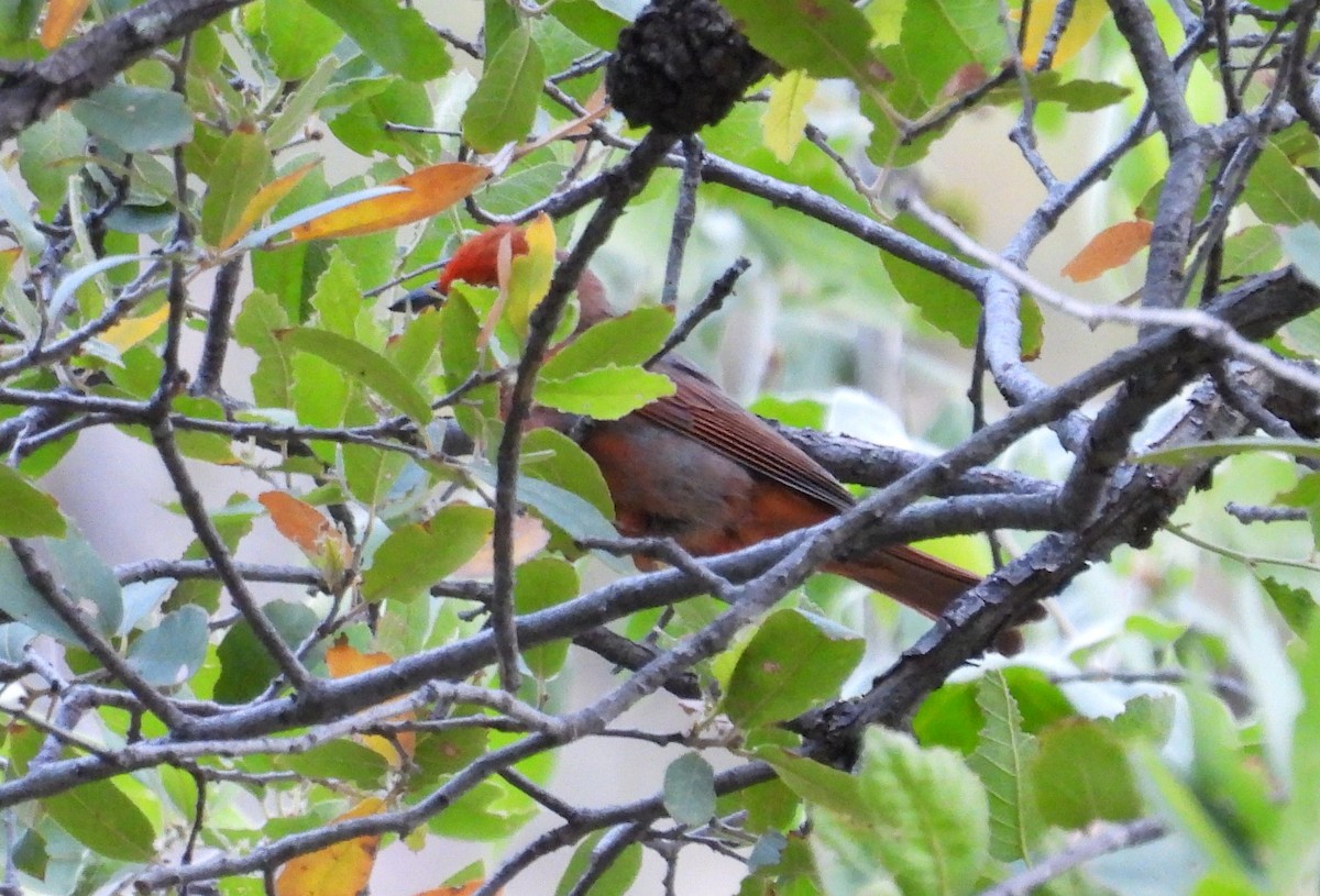 Hepatic Tanager - ML619706972