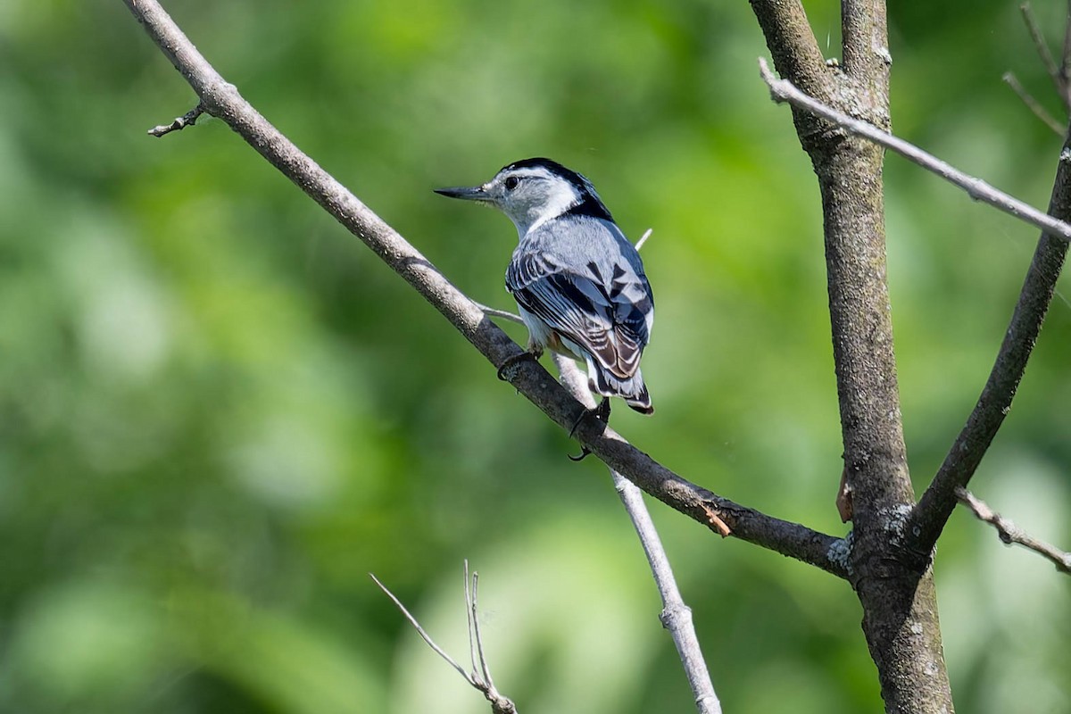 White-breasted Nuthatch - ML619707007