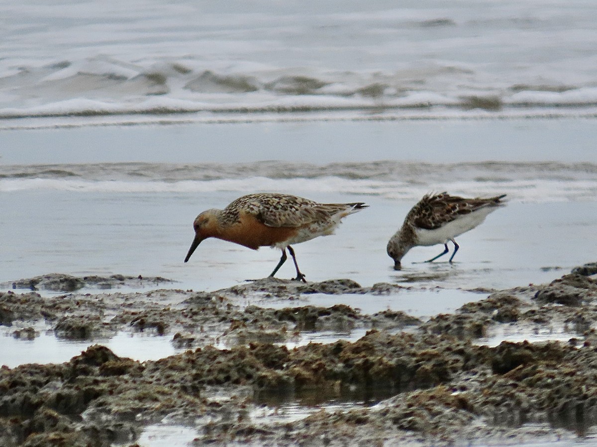 Red Knot - ML619707167
