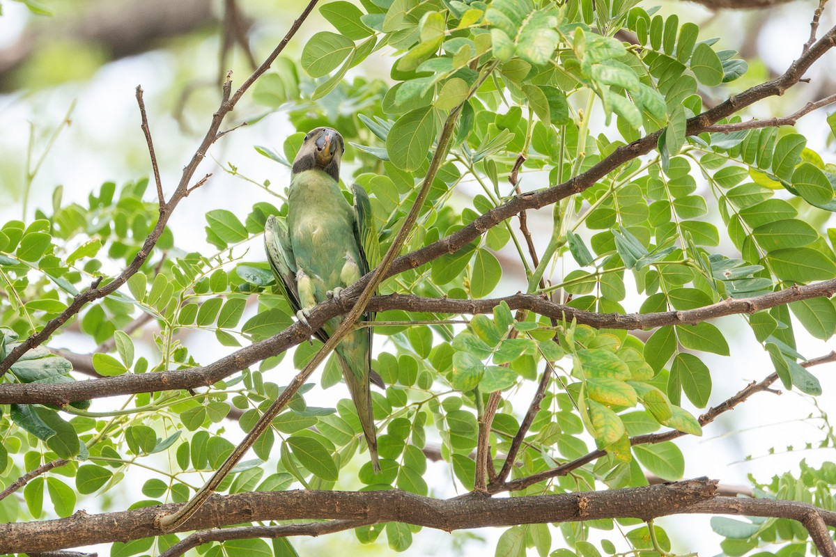 Red-breasted Parakeet - ML619707172