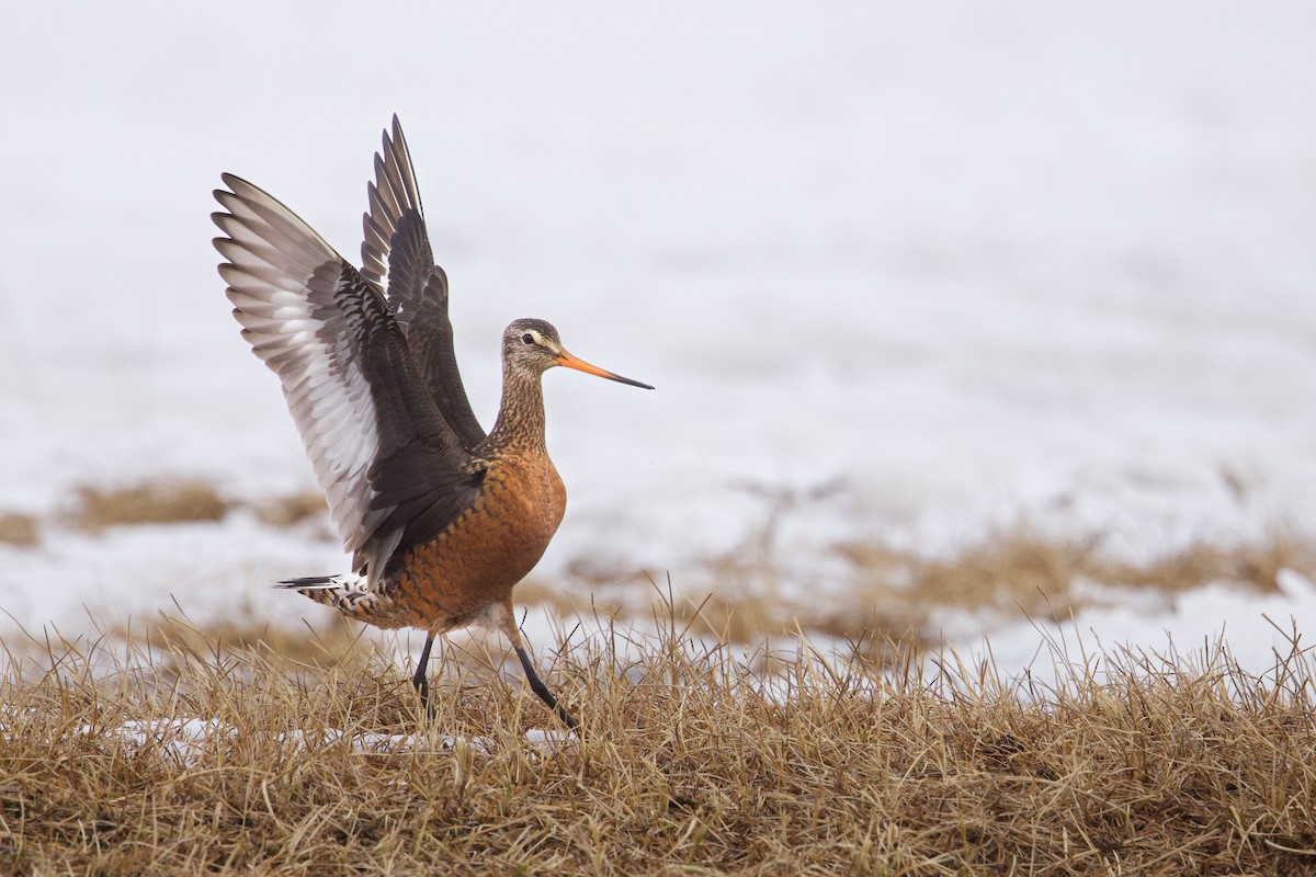 Hudsonian Godwit - ML619707233