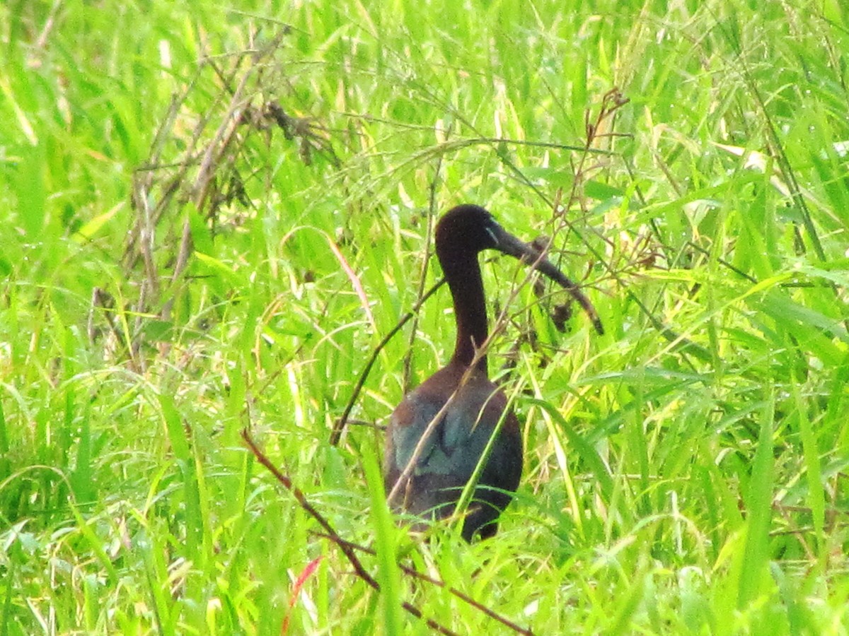 ibis hnědý - ML619707250