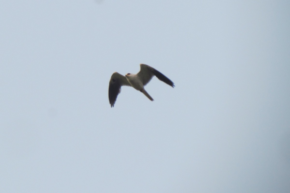 White-tailed Kite - ML619707266