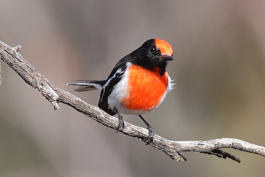 Red-capped Robin - ML619707269