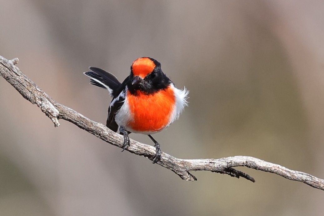 Red-capped Robin - ML619707286