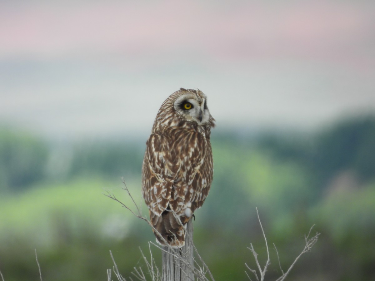 Short-eared Owl - ML619707311