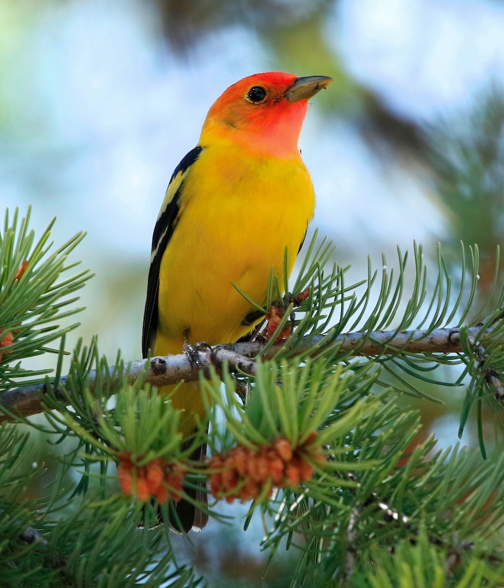Western Tanager - ML619707351