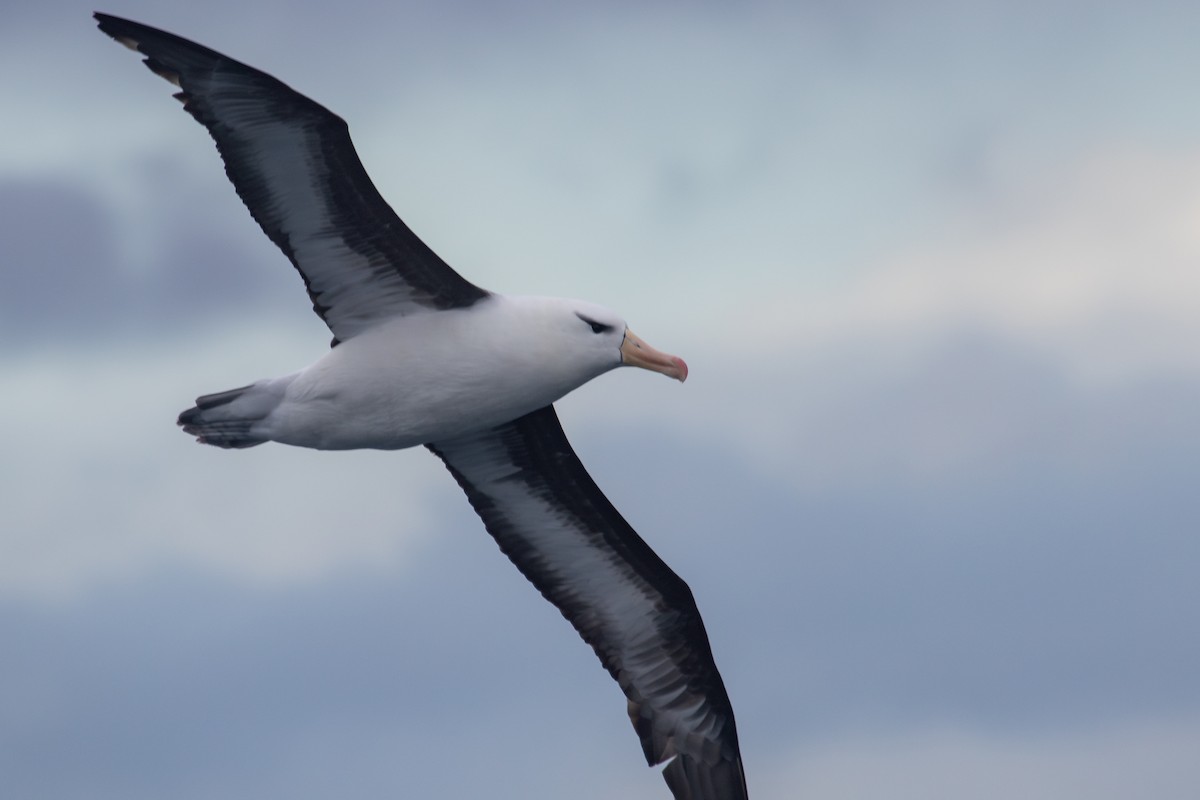 Чернобровый альбатрос (melanophris) - ML619707371