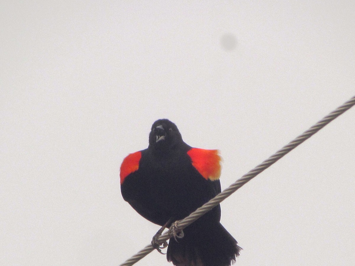 Red-winged Blackbird - ML619707375
