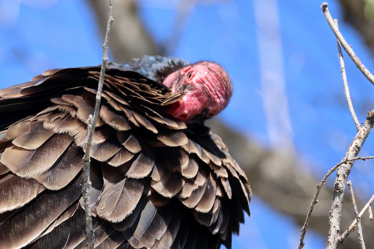 Turkey Vulture - ML619707386