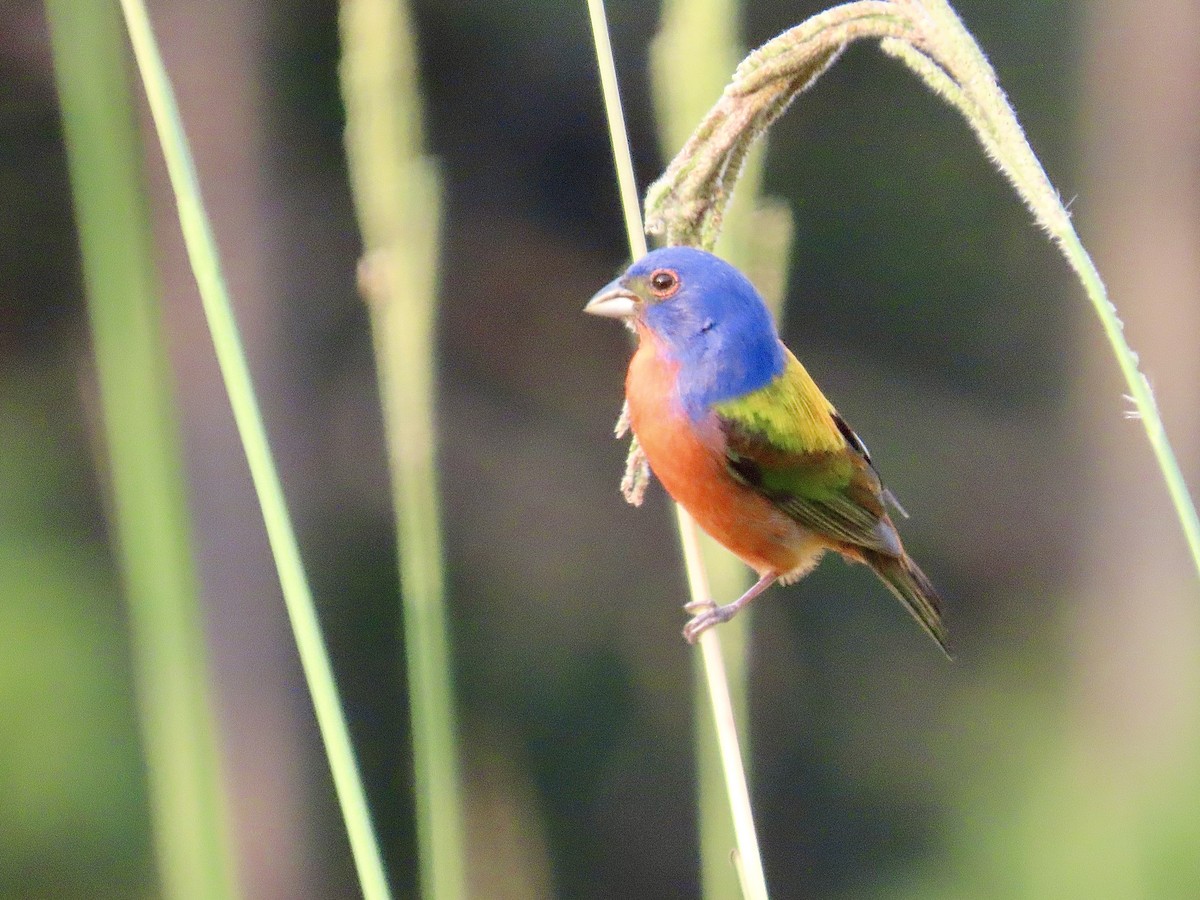 Painted Bunting - ML619707414