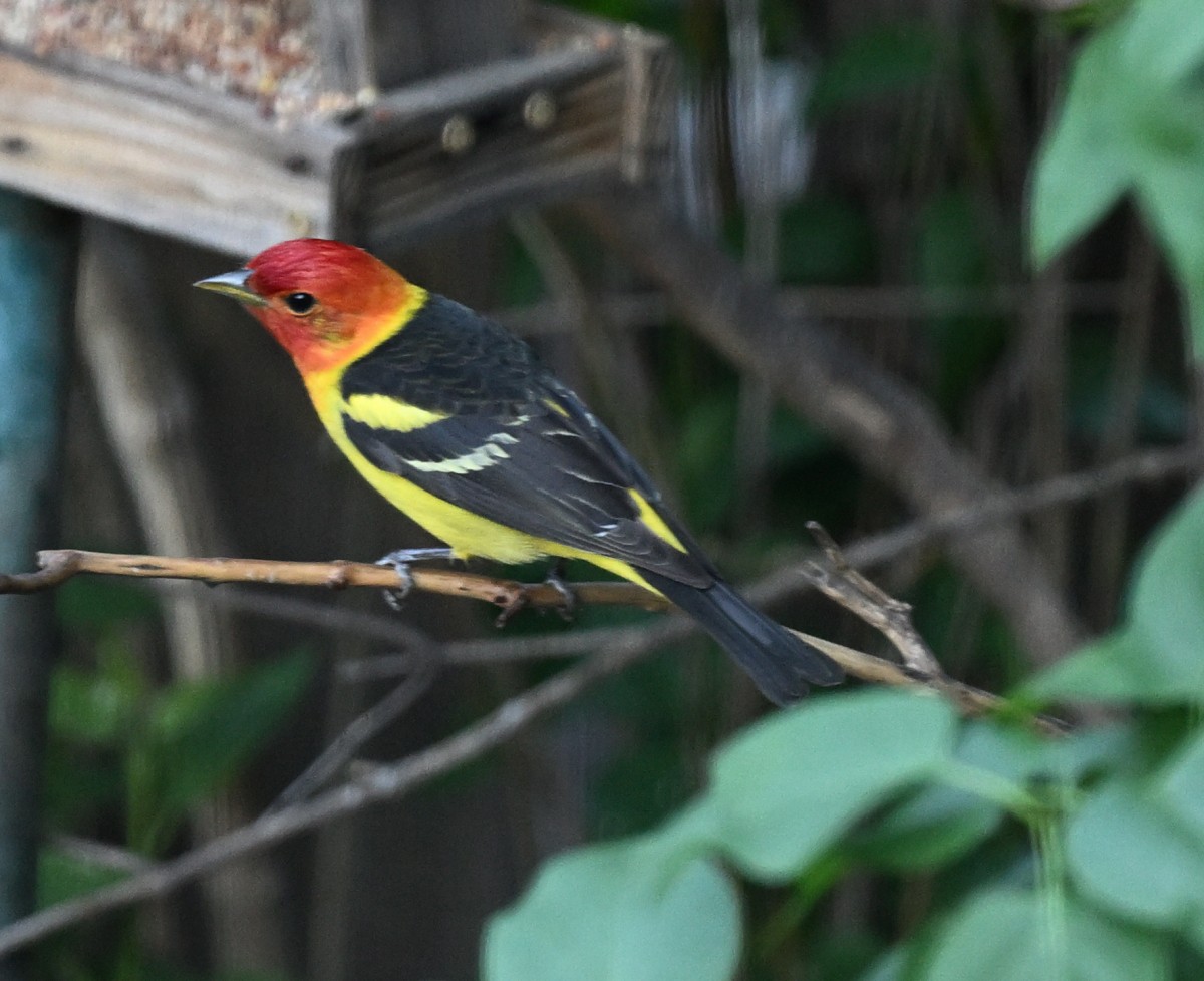Western Tanager - ML619707430