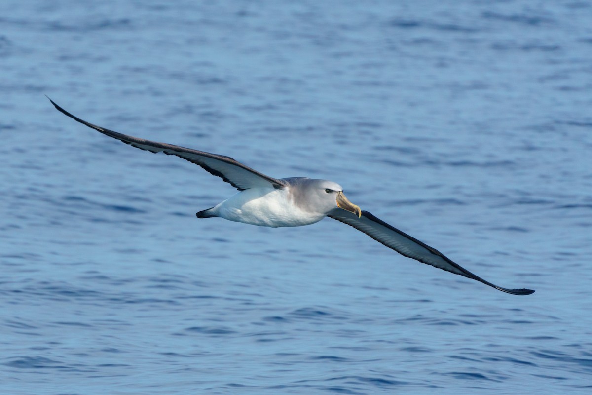 Salvin's Albatross - ML619707514