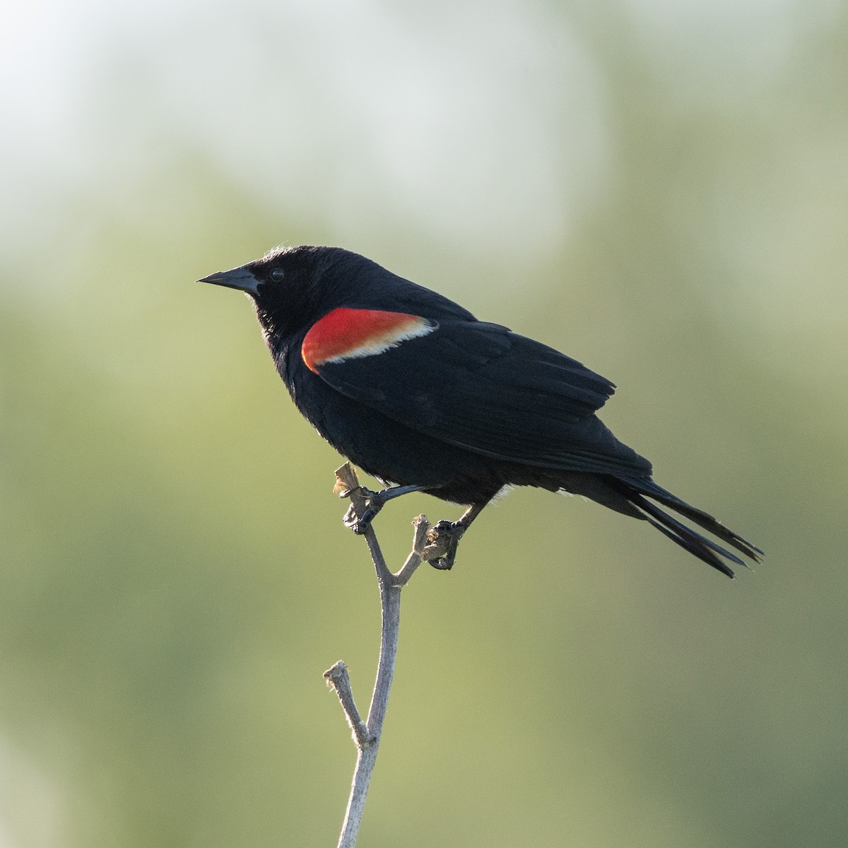 Red-winged Blackbird - ML619707518