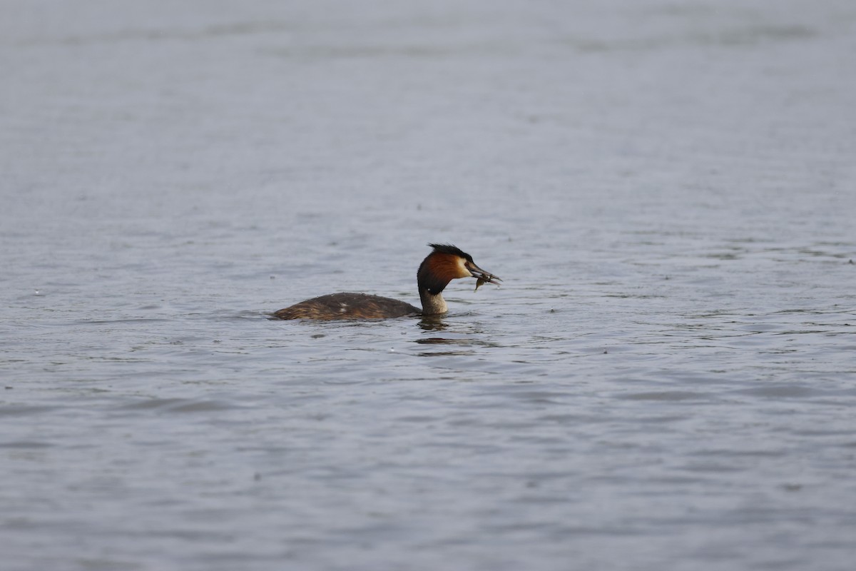 Great Crested Grebe - ML619707576