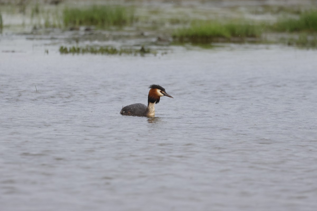 Great Crested Grebe - ML619707577