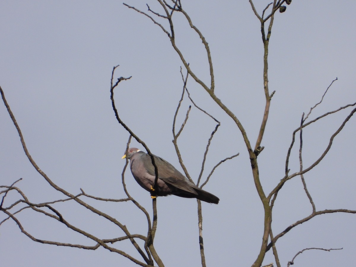 Band-tailed Pigeon - ML619707593