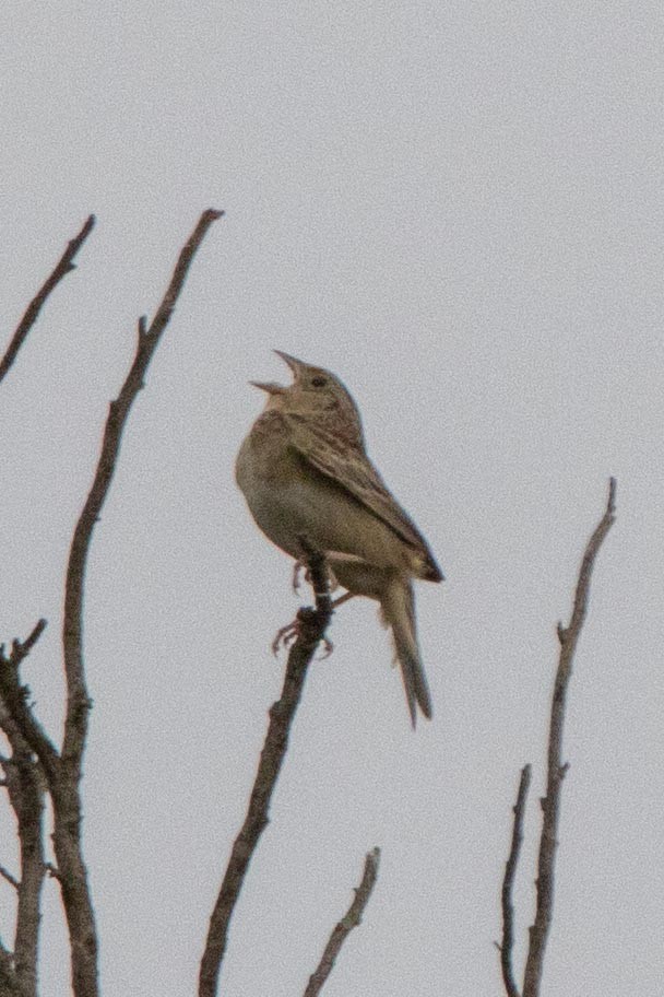 Grasshopper Sparrow - ML619707625