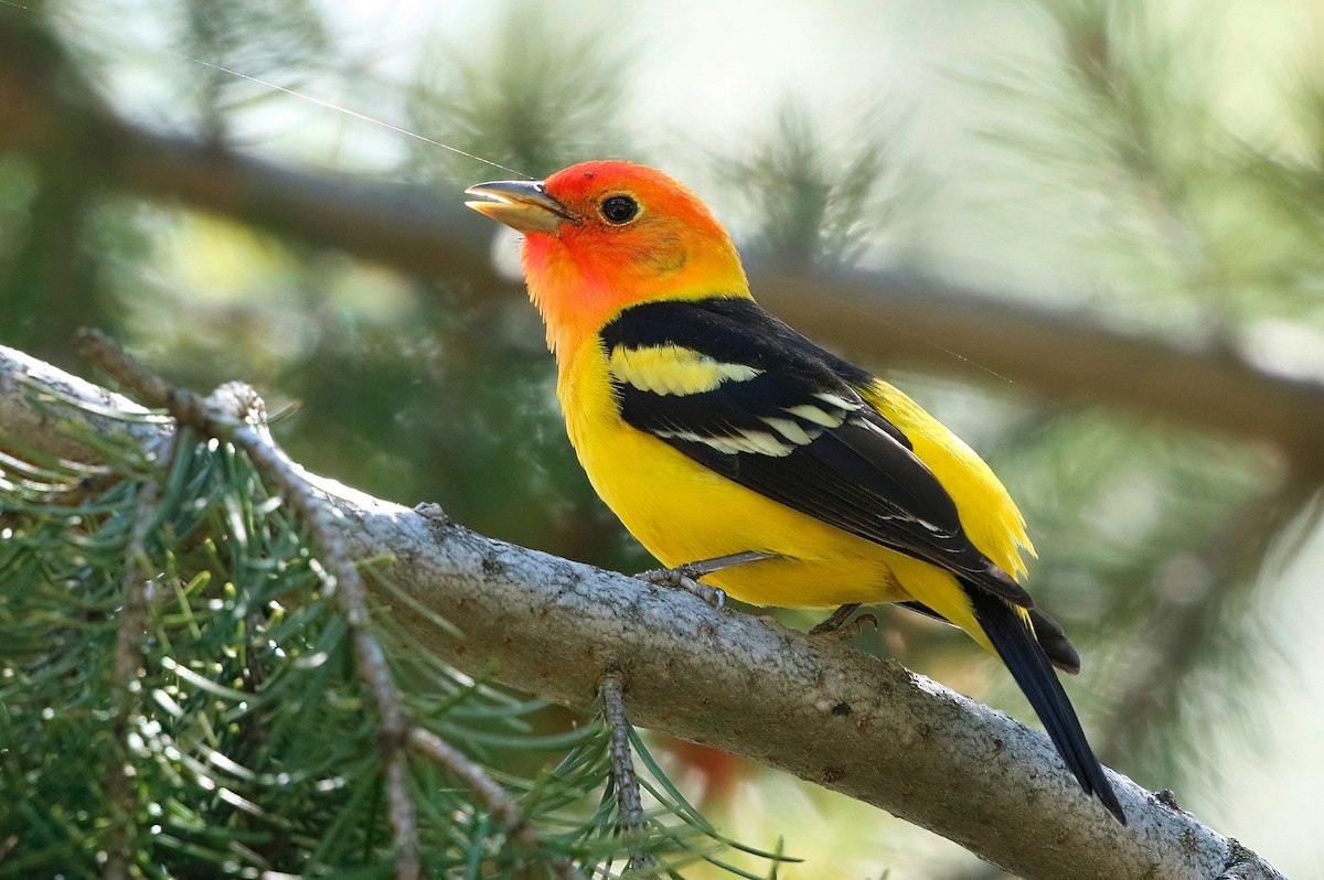 Western Tanager - ML619707655