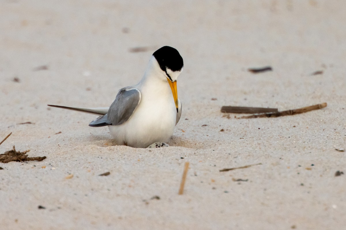 Least Tern - ML619707670