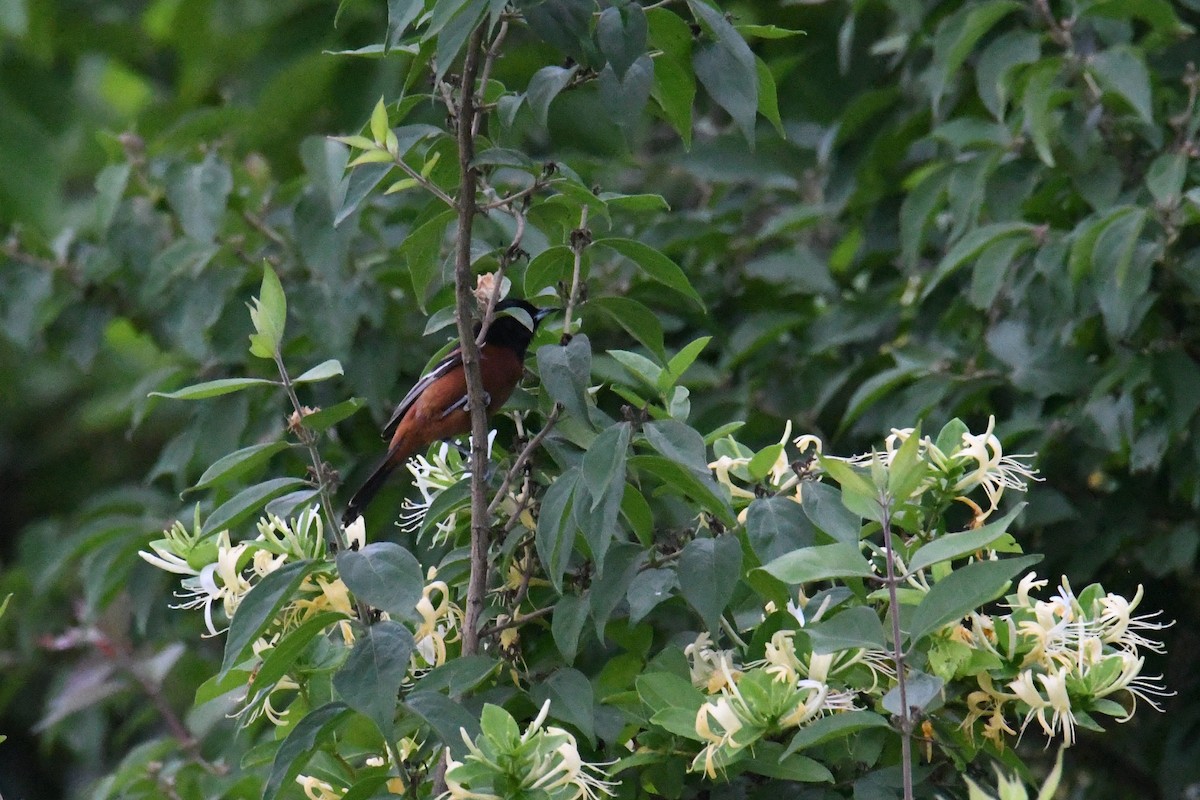 Orchard Oriole - ML619707671