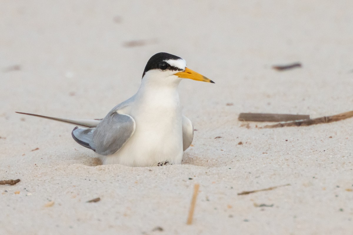 Least Tern - ML619707676