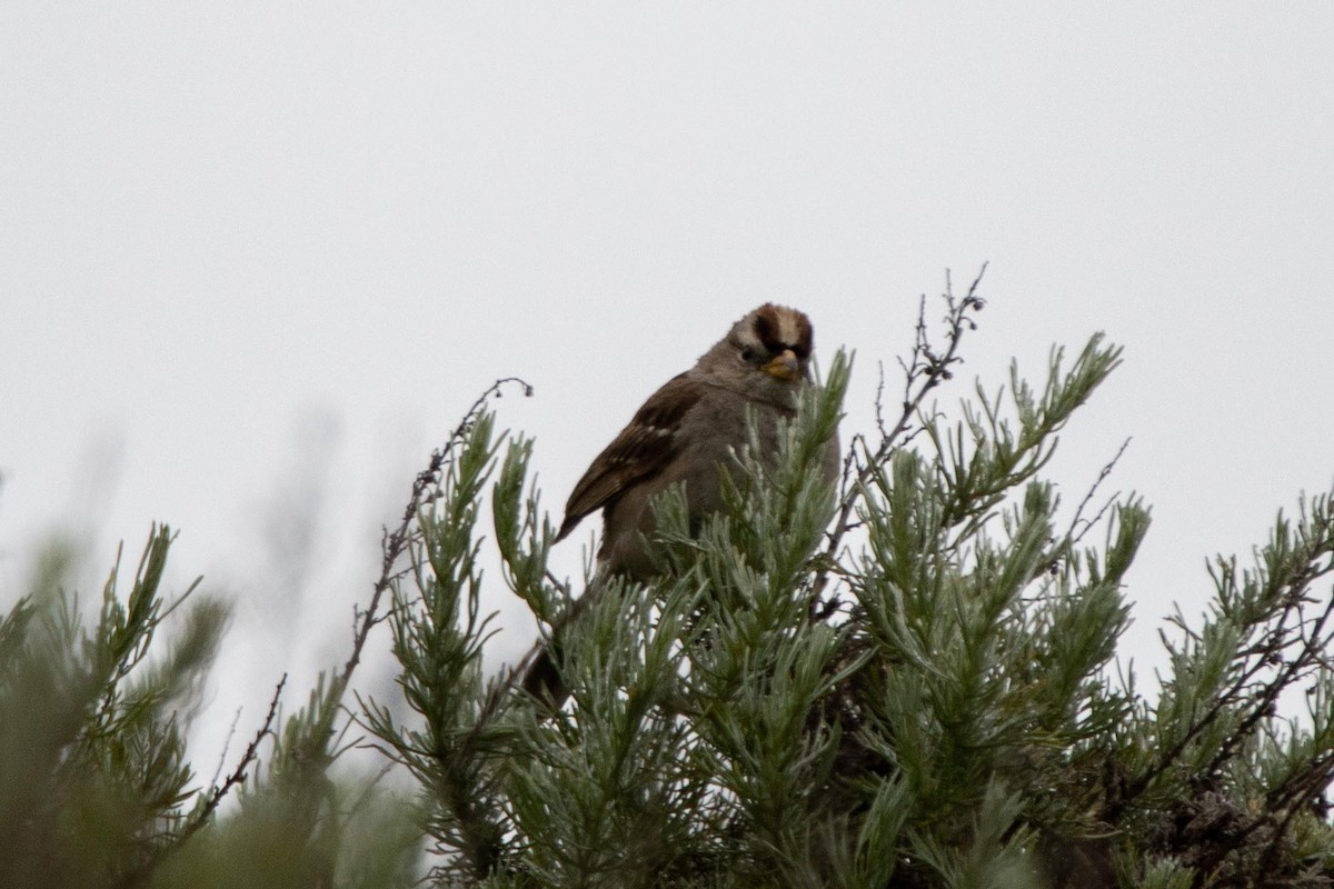 White-crowned Sparrow (nuttalli) - ML619707685