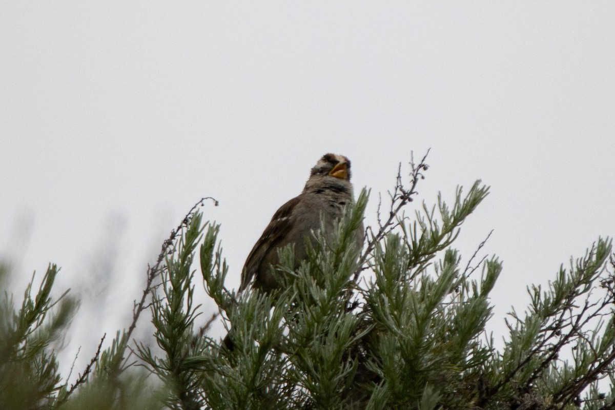 White-crowned Sparrow (nuttalli) - ML619707686