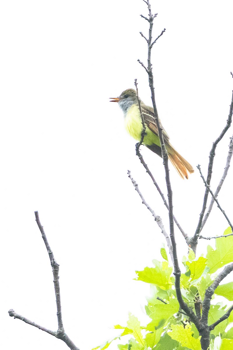 Great Crested Flycatcher - ML619707687