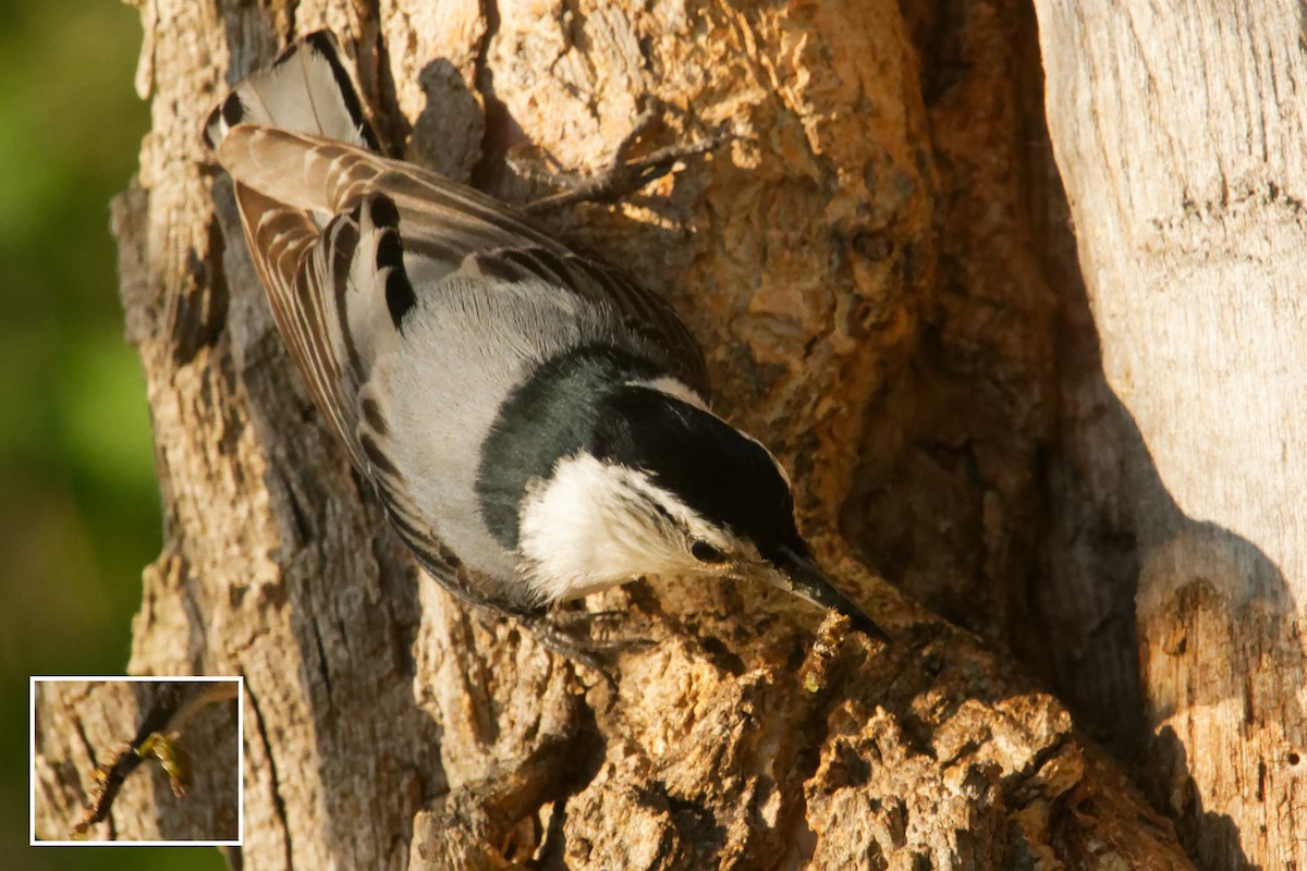 White-breasted Nuthatch - ML619707688