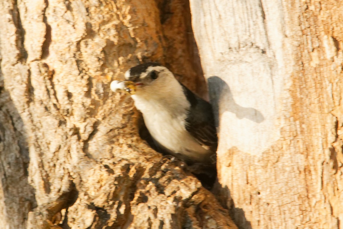 White-breasted Nuthatch - ML619707706
