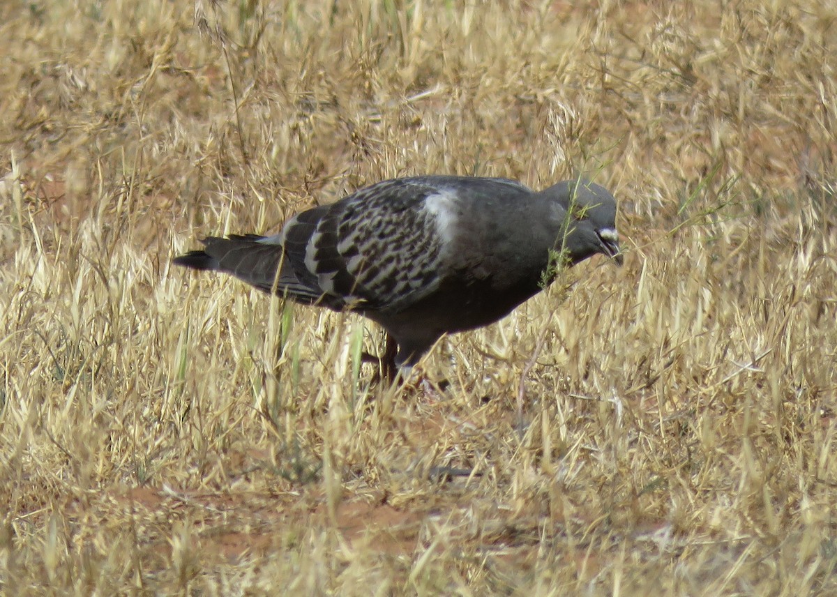 Rock Pigeon (Feral Pigeon) - ML619707708