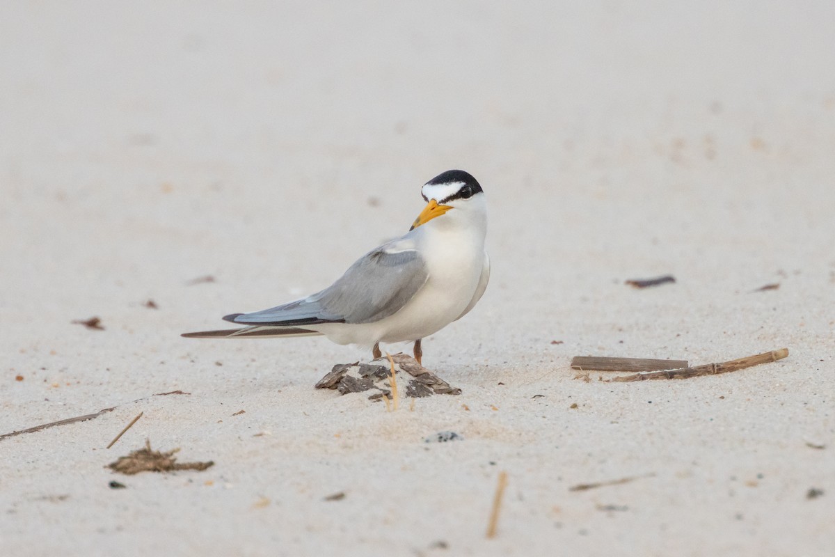 Least Tern - ML619707714