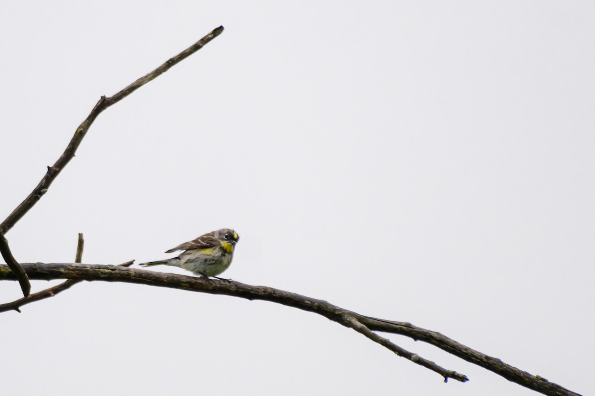 Yellow-rumped Warbler (Audubon's) - ML619707716