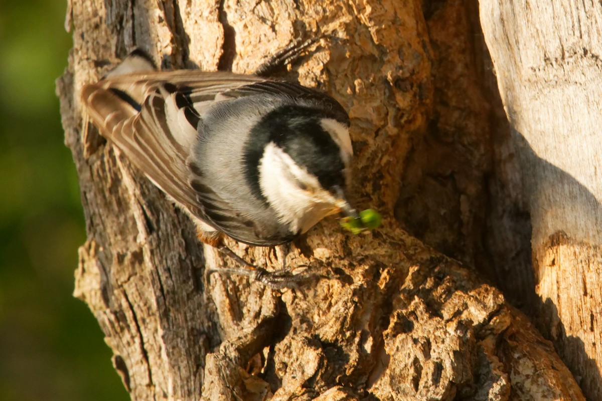 White-breasted Nuthatch - ML619707717