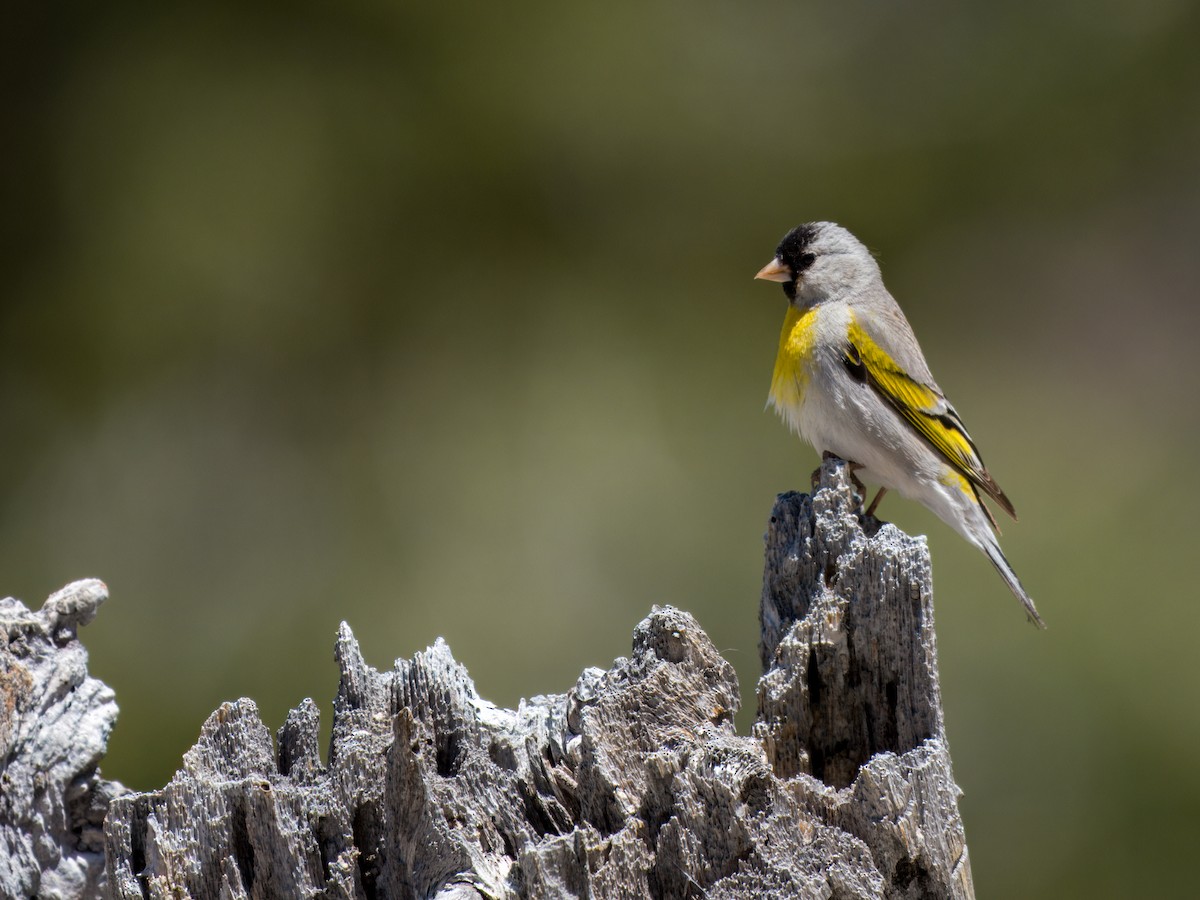 Lawrence's Goldfinch - ML619707737