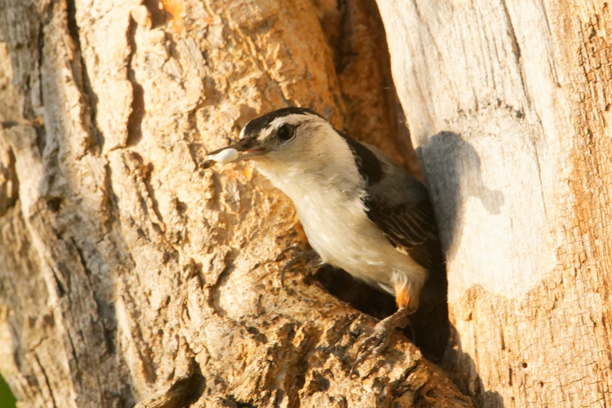 White-breasted Nuthatch - ML619707740