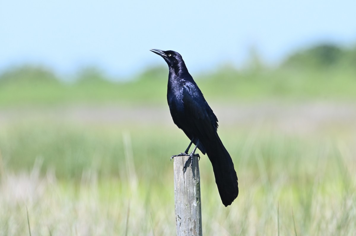 Great-tailed Grackle - ML619707762
