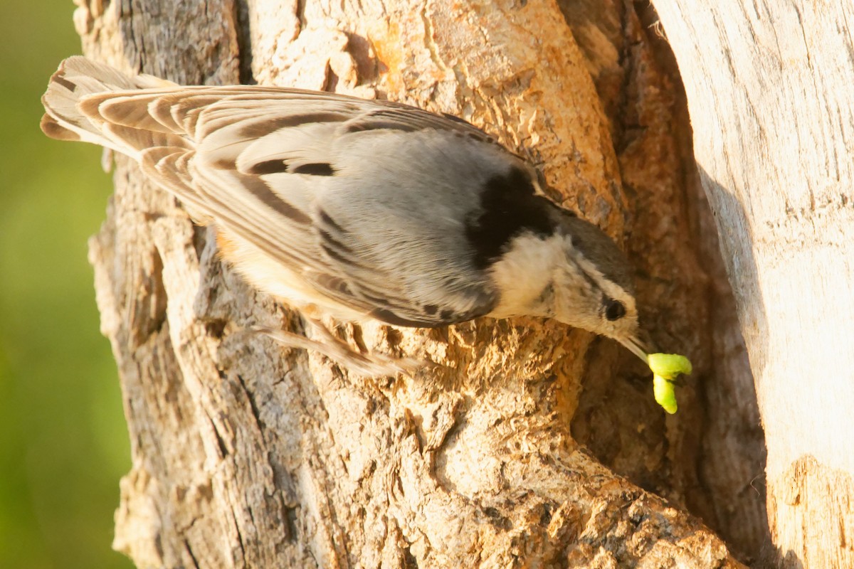 White-breasted Nuthatch - ML619707764