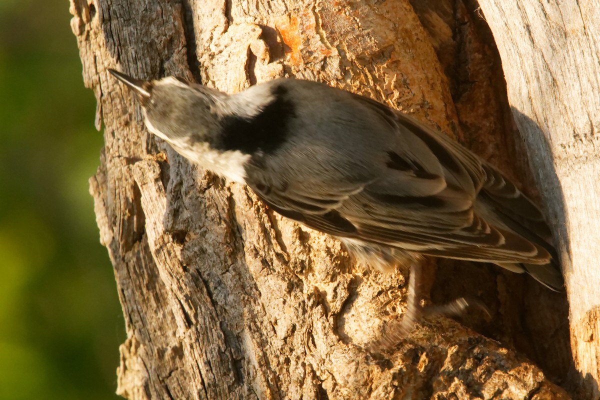 White-breasted Nuthatch - ML619707791
