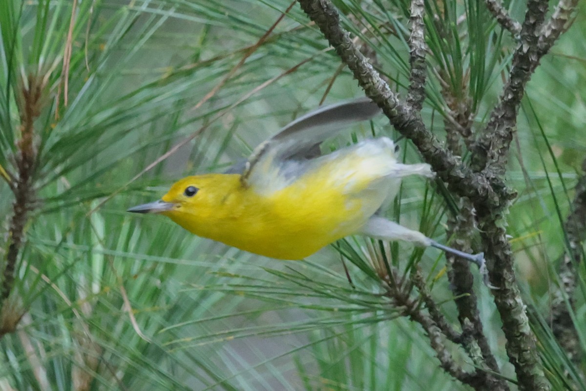 Prothonotary Warbler - ML619707804