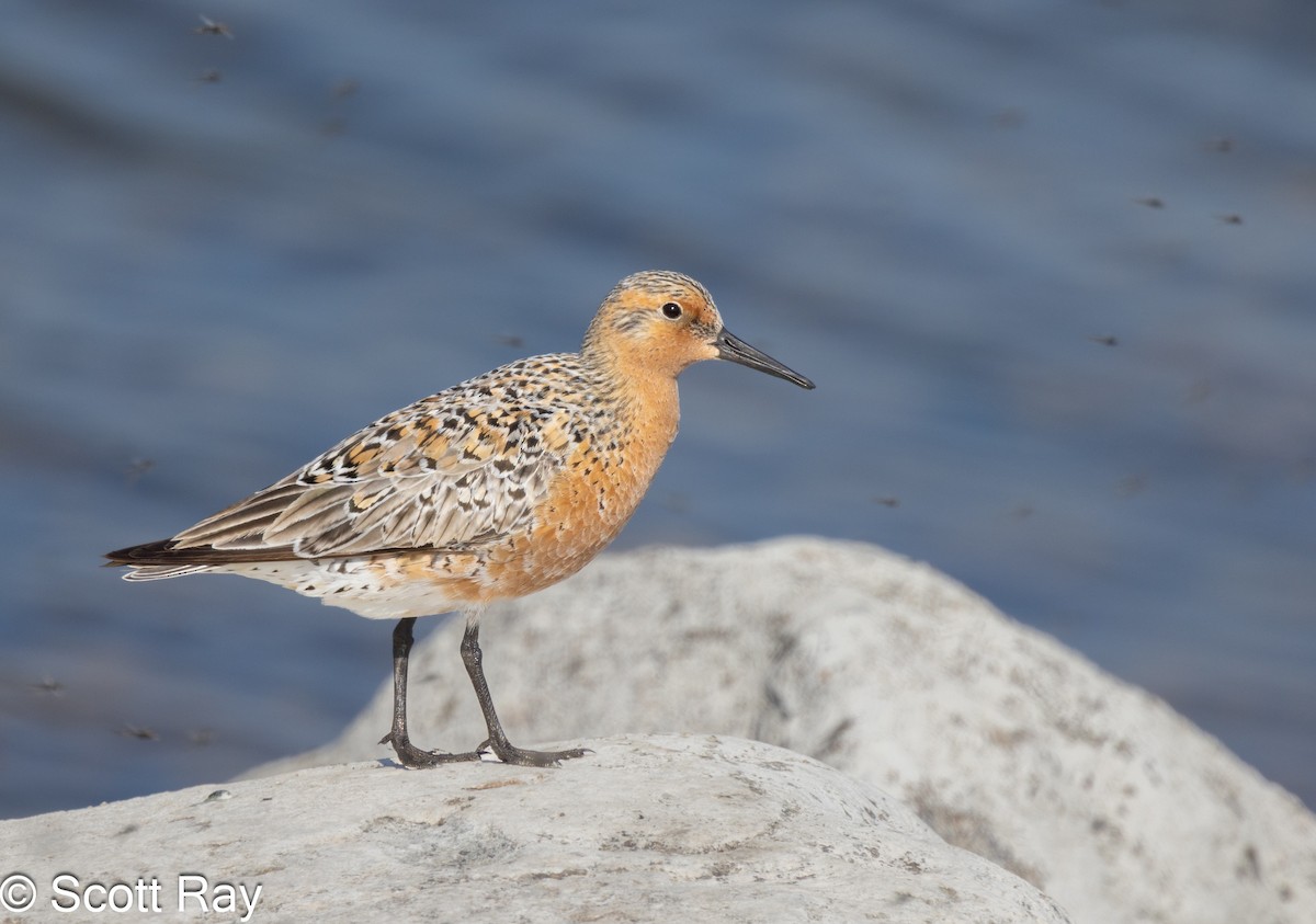 Red Knot - ML619707815