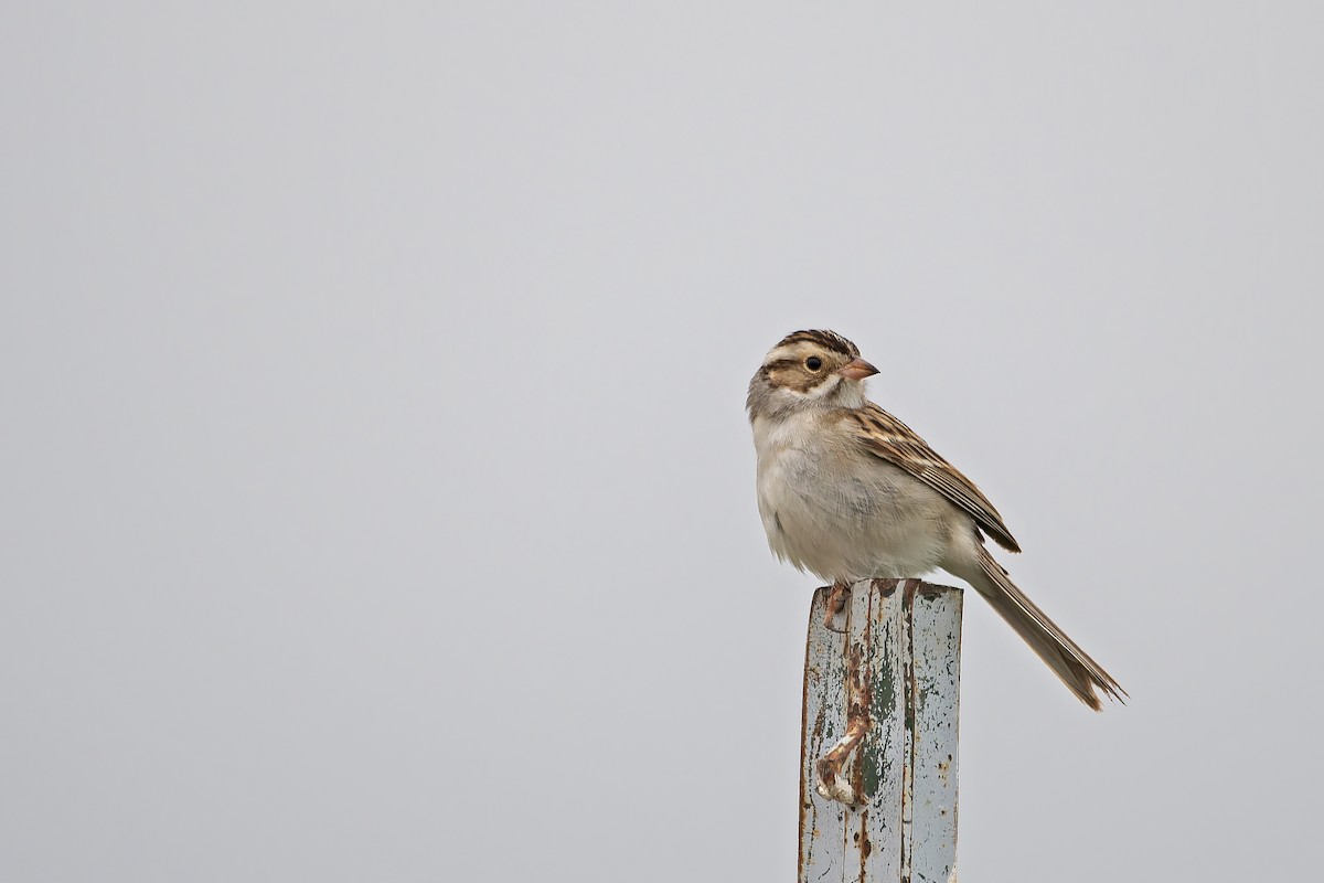 Clay-colored Sparrow - ML619707848